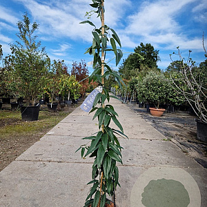 Clematis armandii 175-200 cm 7,5L