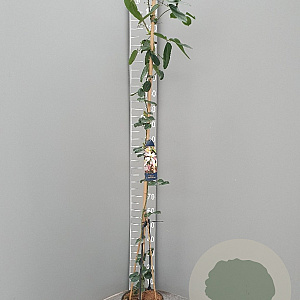 Clematis arm. 'Apple Blossom' 175-200 cm 7,5L