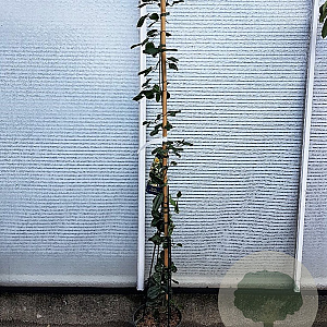 Clematis arm. 'Apple Blossom' 175-200 cm 7,5L