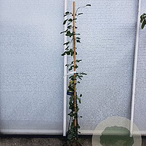 Clematis arm. 'Apple Blossom' 175-200 cm 7,5L