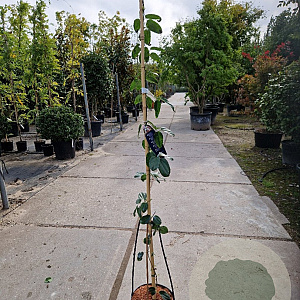Clematis arm. 'Apple Blossom' 175-200 cm 7,5L