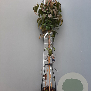 Clematis arm. 'Snowdrift' 175-200 cm 7,5L