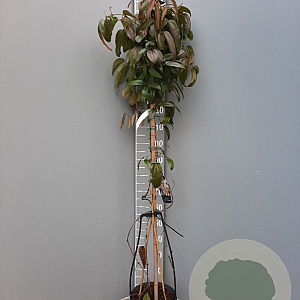 Clematis arm. 'Snowdrift' 175-200 cm 7,5L