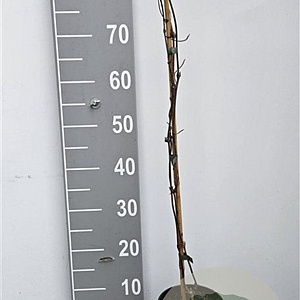 Clematis mont. rubens 80-100 cm 2,0L