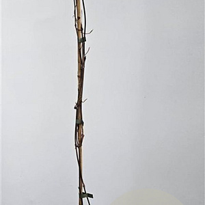 Clematis mont. rubens 80-100 cm 2,0L