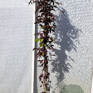 Clematis mont. rubens 150-175 cm 5,0L