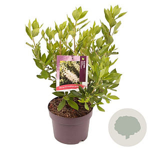 Clethra alnif. 'Hummingbird' 40-50 cm 3,0L