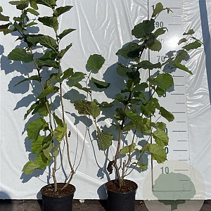 Corylus avellana 60-80 cm 2,0L