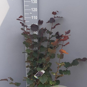 Corylus m. 'Purpurea' 100-125 cm 10L