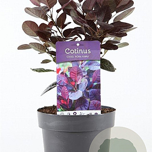 Cotinus cog. 'Royal Purple' 30-40 cm 3,0L