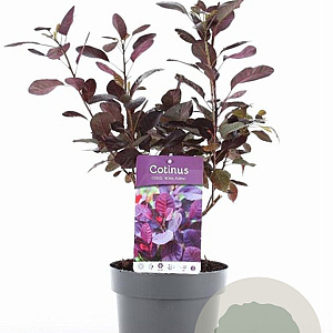 Cotinus cog. 'Royal Purple' 30-40 cm 3,0L