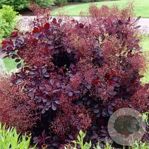 Cotinus cog. 'Royal Purple' 125-150 cm met kluit