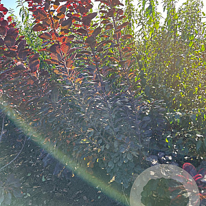 Cotinus cog. 'Royal Purple' 125-150 cm met kluit