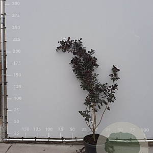 Cotinus cog. 'Royal Purple' 150-175 cm met kluit