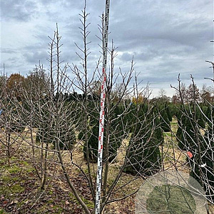 Davidia involucrata 250-300 cm draadkluit meerstammig