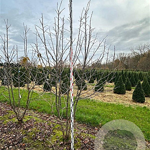 Davidia involucrata 250-300 cm draadkluit meerstammig