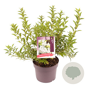 Deutzia gracilis 30-40 cm 3,0L