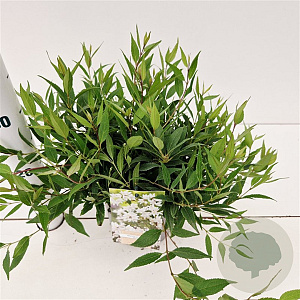 Deutzia gracilis 'Nikko' 20-30 cm 2,0L