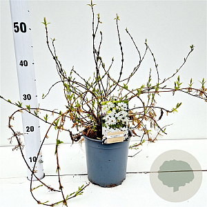 Deutzia gracilis 'Nikko' 20-30 cm 2,0L