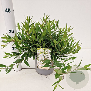 Deutzia gracilis 'Nikko' 20-30 cm 2,0L