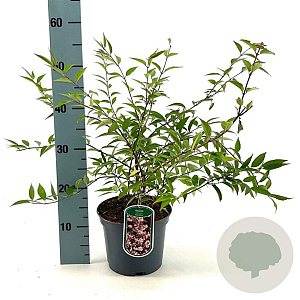 Deutzia purp. 'Kalmiiflora' 40-50 cm 3,0L