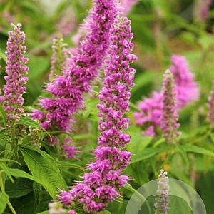 Elsholtzia stauntonii 80-100 cm 10L