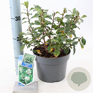 Escallonia 'Iveyi' 30-40 cm 3,0L
