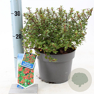 Escallonia 'Red Dream' 30-40 cm 3,0L