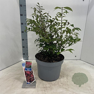 Euonymus alatus 40-50 cm 10L
