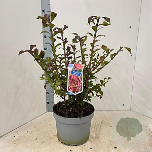 Euonymus alatus 40-50 cm 10L