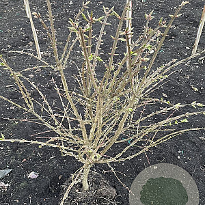 Euonymus alatus 60-80 cm met kluit