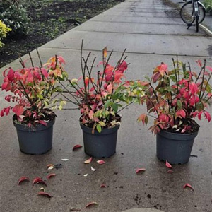 Euonymus alat. 'Compactus' 40-50 cm 7,5L