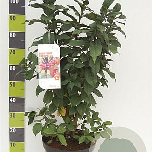 Euonymus europaeus 80-100 cm 12L