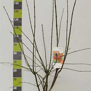 Euonymus europaeus 80-100 cm 12L