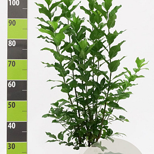 Euonymus europaeus 80-100 cm 12L