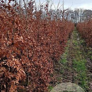 Fagus sylvatica 200-250 cm wortelgoed