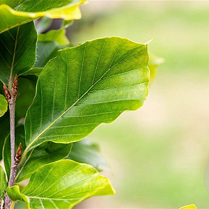 Fagus syl. 'Dawyck Gold' 150-175 cm met kluit