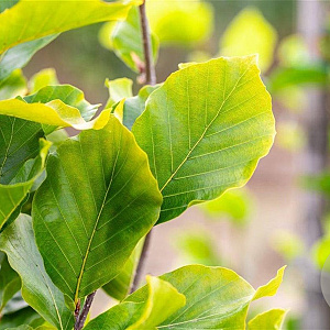 Fagus syl. 'Dawyck Gold' 150-175 cm met kluit