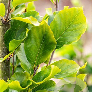 Fagus syl. 'Dawyck Gold' 150-175 cm met kluit