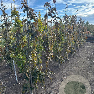 Fagus syl. 'Purple Fountain' 200-250 cm met kluit