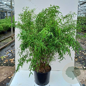 Fargesia 'Jiuzhaigou 1' 80-100 cm 7,5L