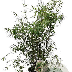 Fargesia 'Jiuzhaigou 1' 100-125 cm 10L