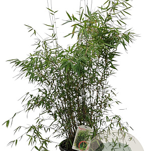 Fargesia 'Jiuzhaigou 1' 100-125 cm 10L