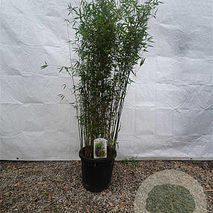 Fargesia 'Jiuzhaigou 1' 100-125 cm 15L