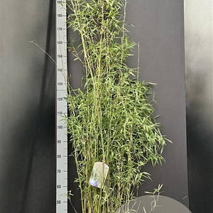 Fargesia 'Jiuzhaigou 1' 125-150 cm 10L