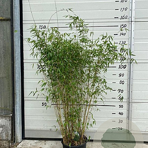 Fargesia 'Jiuzhaigou 1' 125-150 cm 10L