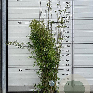 Fargesia 'Jiuzhaigou 1' 125-150 cm 10L