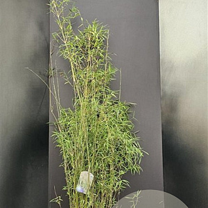 Fargesia 'Jiuzhaigou 1' 125-150 cm 10L