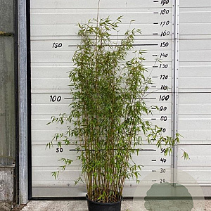 Fargesia 'Jiuzhaigou 1' 125-150 cm 10L