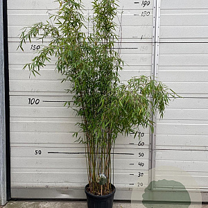 Fargesia 'Jiuzhaigou 1' 125-150 cm 10L